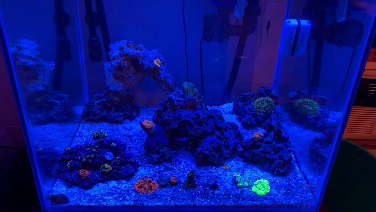 How to exterminate bubble algae for good!