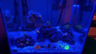 How to exterminate bubble algae for good!