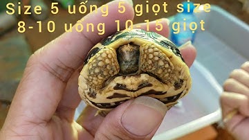 Cách chữa bệnh viêm phổi cho rùa cạn , sổ mũi phần 2