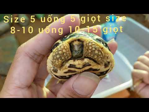 Video Cách chữa bệnh viêm phổi cho rùa cạn , sổ mũi phần 2 - youtube
