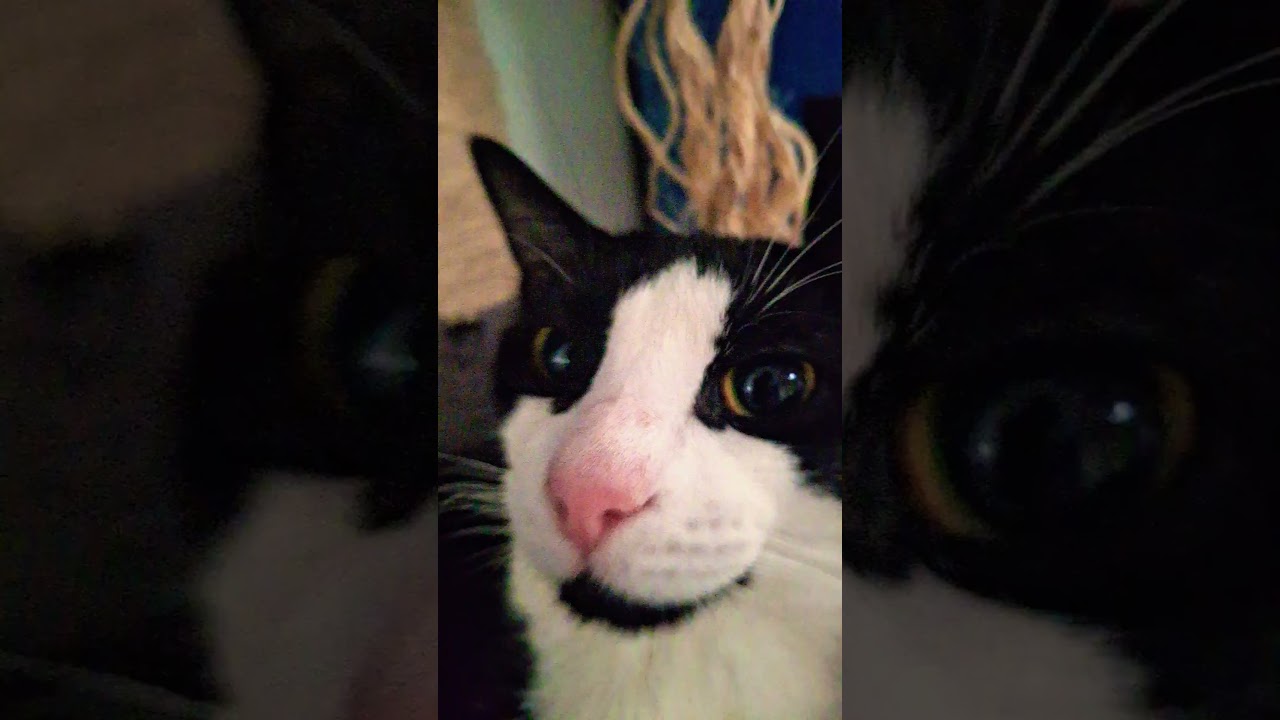 pay up the robux bud #BlackieRants