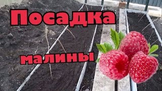 КАК ПРАВИЛЬНО ПОСАДИТЬ МАЛИНУ/посадка малины день 2(В этом видео покажу как правильно посадить малину на ограниченном участке весной. 16.04.16., 2016-04-17T20:14:24.000Z)