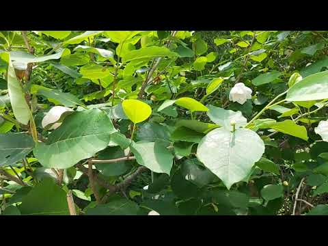 #아직도못다한사랑 #솔개트리오 #cover