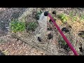 Tennessee Vegetable Garden Tour & Summer Crop Planting Tips | Twitch Live Stream from Redleaf Ranch