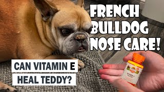 French Bulldog Nose Care Featuring Crusty Nose Teddy