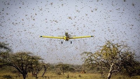 Drone spray pesticides to control off swarm of locust control | agriculture drone sprayer kisan dron