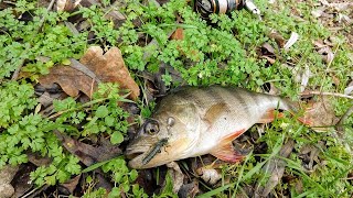 : Crazy Fish Arion-762- ls     .
