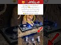 DJ Cat on Duty 🎧🐱🔥#DJCat #FunnyVideo #JungleParty