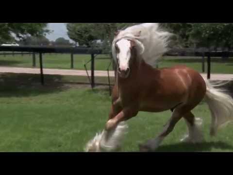 Chewbacca: Gypsy Vanner Horses for Sale | Colt | Silver Bay