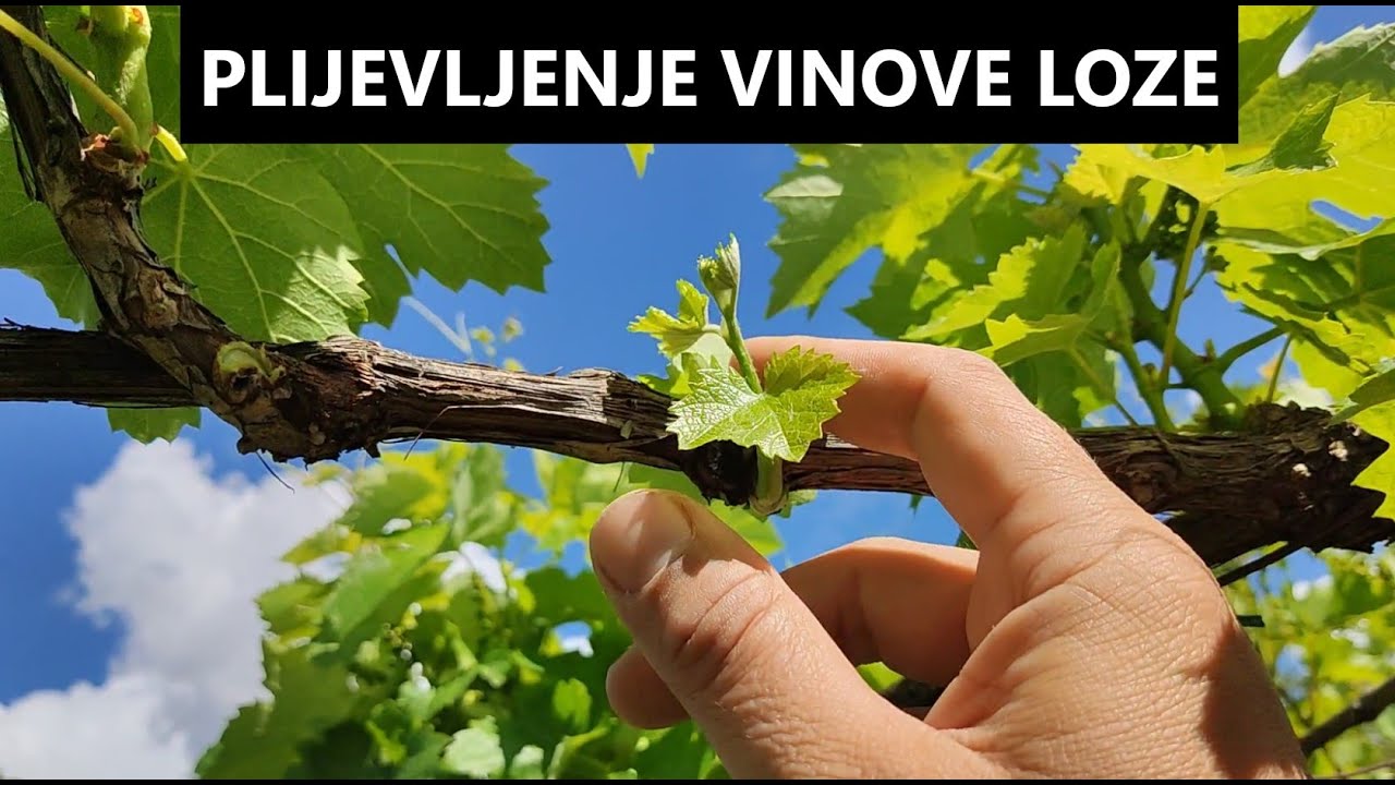 Kada i kako plijeviti vinovu lozu? Vodič za početnike
