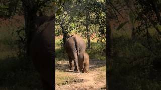 Cute Baby Elephant Follows His Mama 