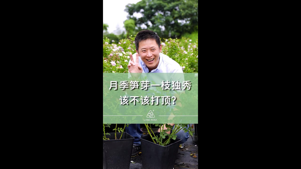 月季笋芽一枝独秀，该不该打顶【天狼说月季】