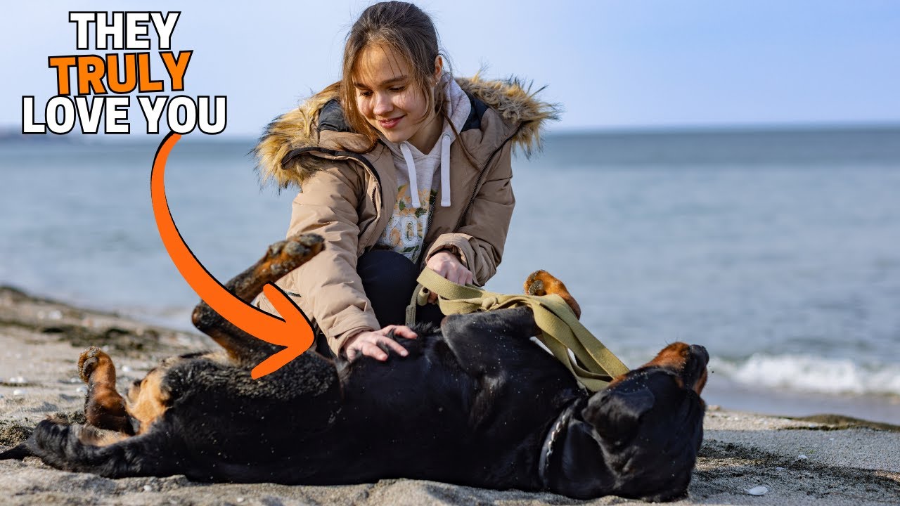 9 признаков того, что ваш ротвейлер любит вас БОЛЬШЕ ВСЕГО!
