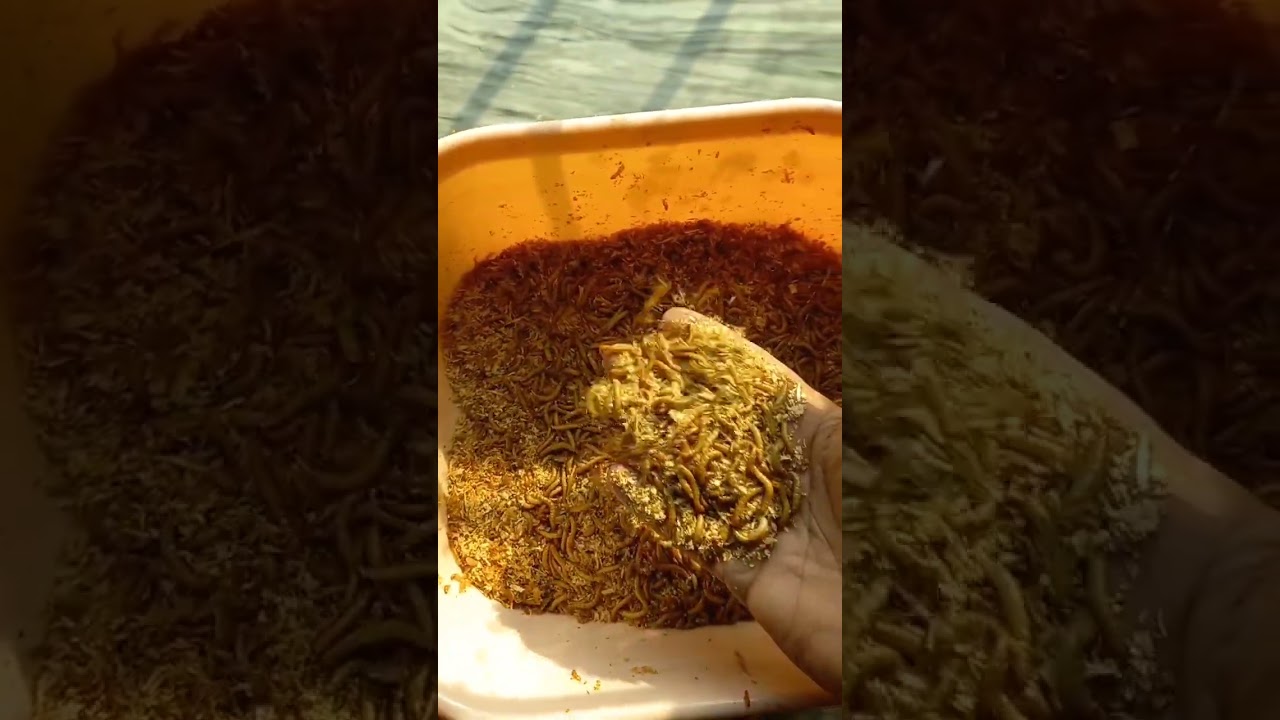 Live worms delivery Karachi lahore islamabad 3000 pcs YouTube