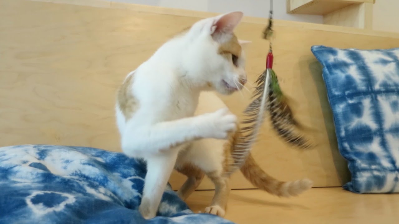  KitTea  San Francisco s First Cat  Cafe  YouTube