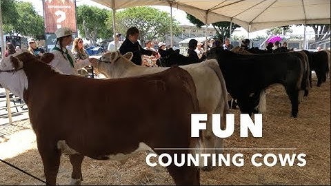 EASY NUMBER COUNTING VIDEO FOR KIDS (Numbers & Words) | FUN COUNTING COWS  #cows