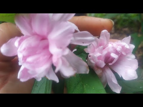 Сибирская роза-Калистегия махровая