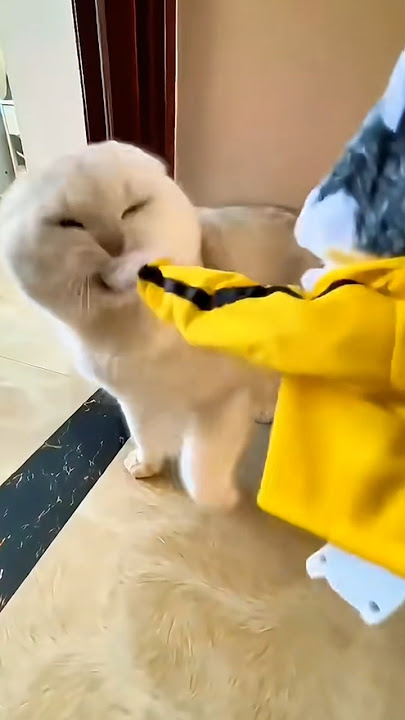 Cat Tyson Meow 👊🏻😺😚 #shorts #cat #catlover