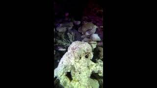 Unidentified creature discovered on the seabed