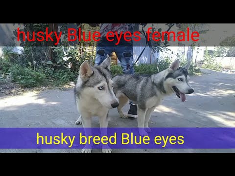 dog husky male and female Blue eyes adult and puppy/// top quality