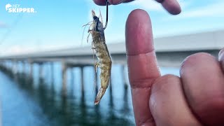 TINY Shrimps for HUGE FISH! Florida Keys Bridge Fishing for Beginners