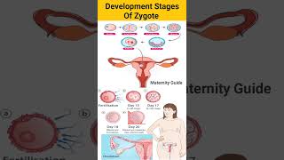 Development stages of zygote trending baby youtube viral pregnancy