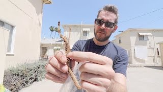 How to Grow Your Own Hops