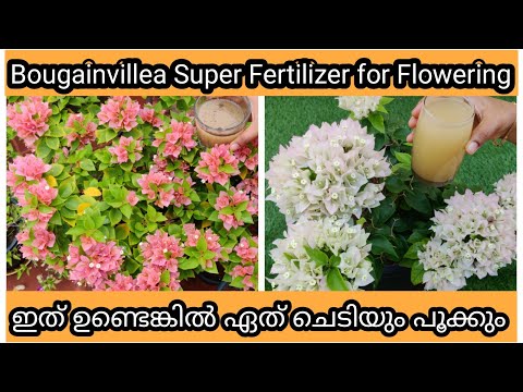 Secret Fertilizer for 500% More Flowering in Bougainvillea | ഇതു മതി ബോഗൻവില്ല പൂക്കൾകൊണ്ട് നിറയുവാൻ