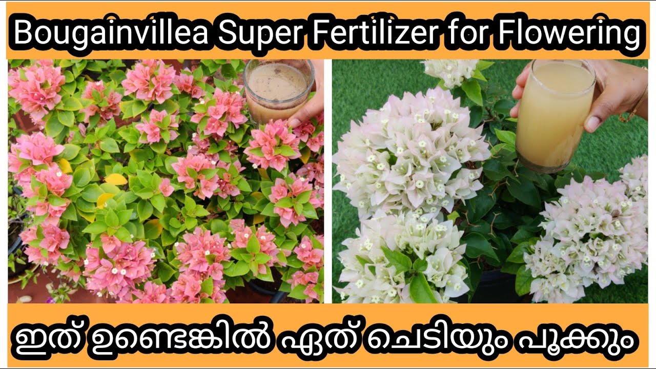Secret Fertilizer for 500% More Flowering in Bougainvillea | ഇതു മതി ബോഗൻവില്ല പൂക്കൾകൊണ്ട് നിറയുവാൻ