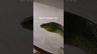 They want me DEAD reptiles snake venomoussnake boomslang cobra