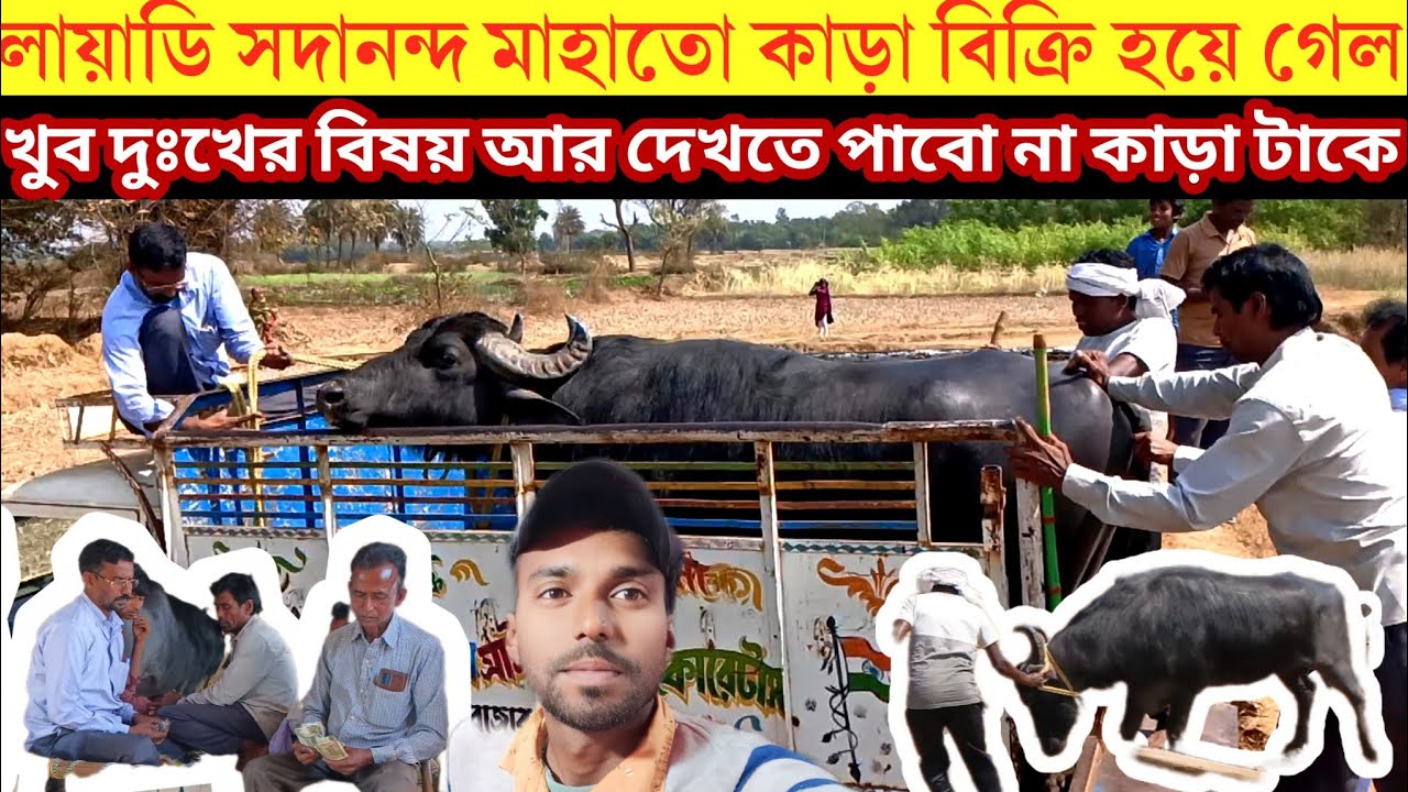 লায়াডি আসরের 2 নম্বর কাড়া 😱বিক্রি হয়ে গেল, খুবই 😱দুঃখিত পরিবারের লোক।।