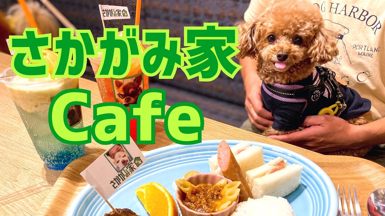 話題沸騰中のさかがみ家カフェへ潜入したトイプードル！ご本人も登場！？