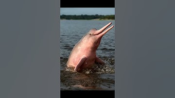 #1 Những Loại Cá Trong Play Together Khi Ở Ngoài Đời  | MinhMèooow TV |#shorts #short #playtogether