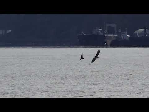 Gull chased by a Bald Eagle and Peregrine Falcon