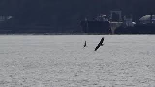 Gull chased by a Bald Eagle and Peregrine Falcon