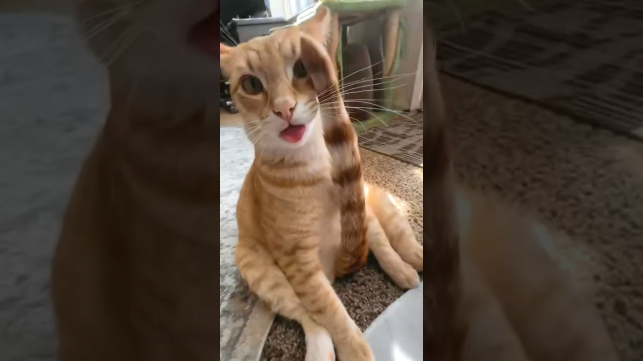 Orange Cat Sits on Rug and Licks Tail Between Its Legs