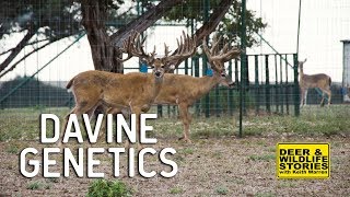 Deer & Wildlife Stories | DaVine Genetics