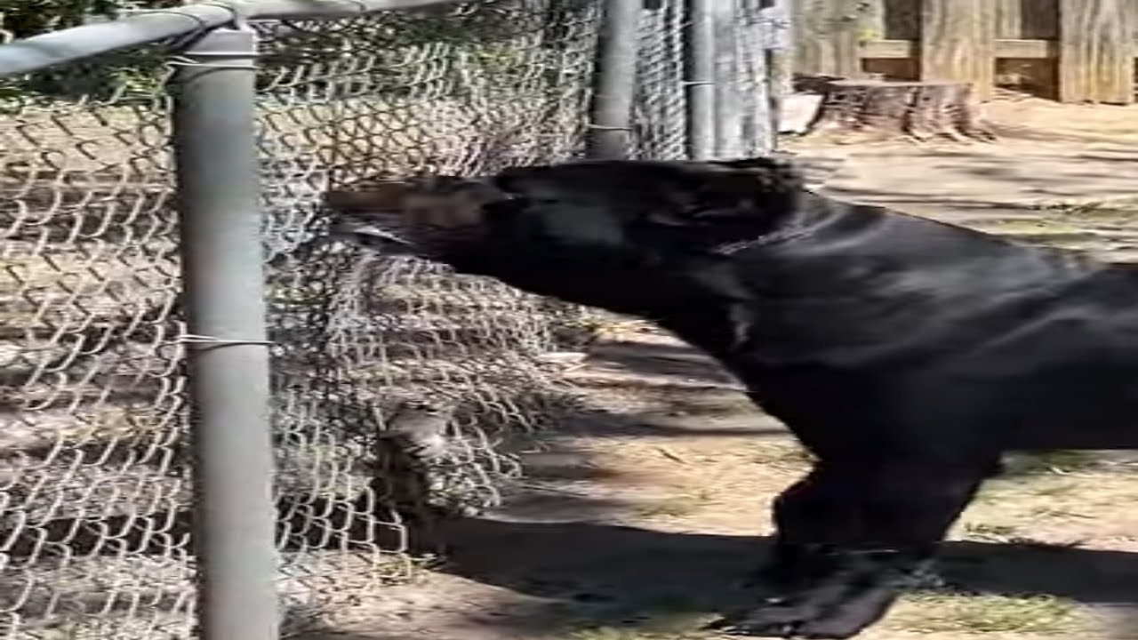 Cane Corso Alpha Dog 