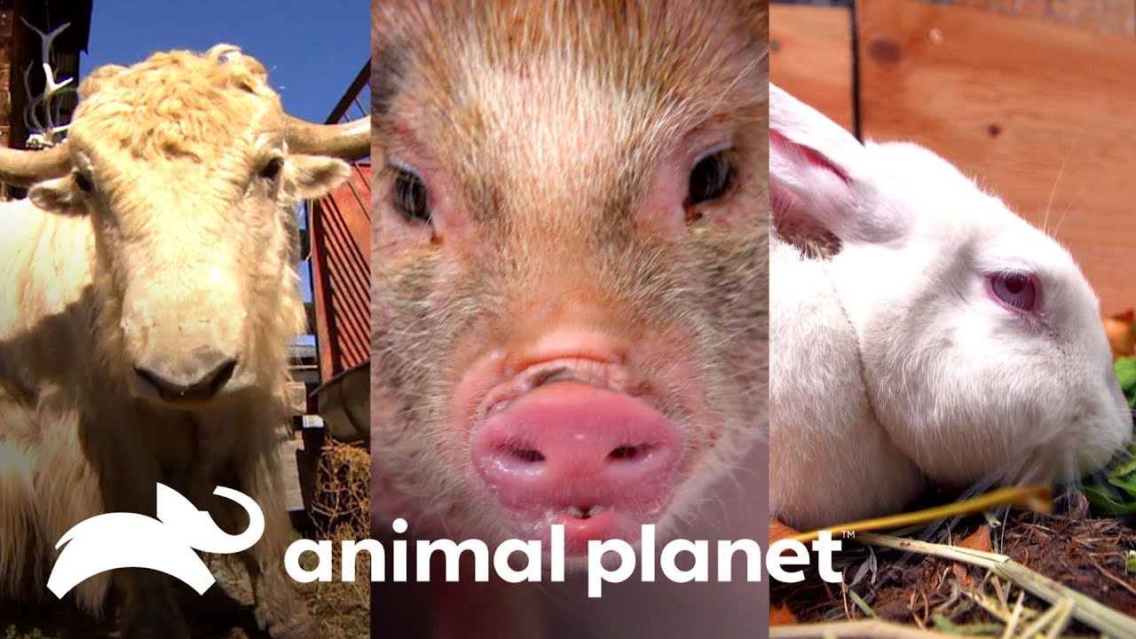 Dr. Jeff atende animais de fazendas | Veterinário das montanhas | Animal Planet Brasil