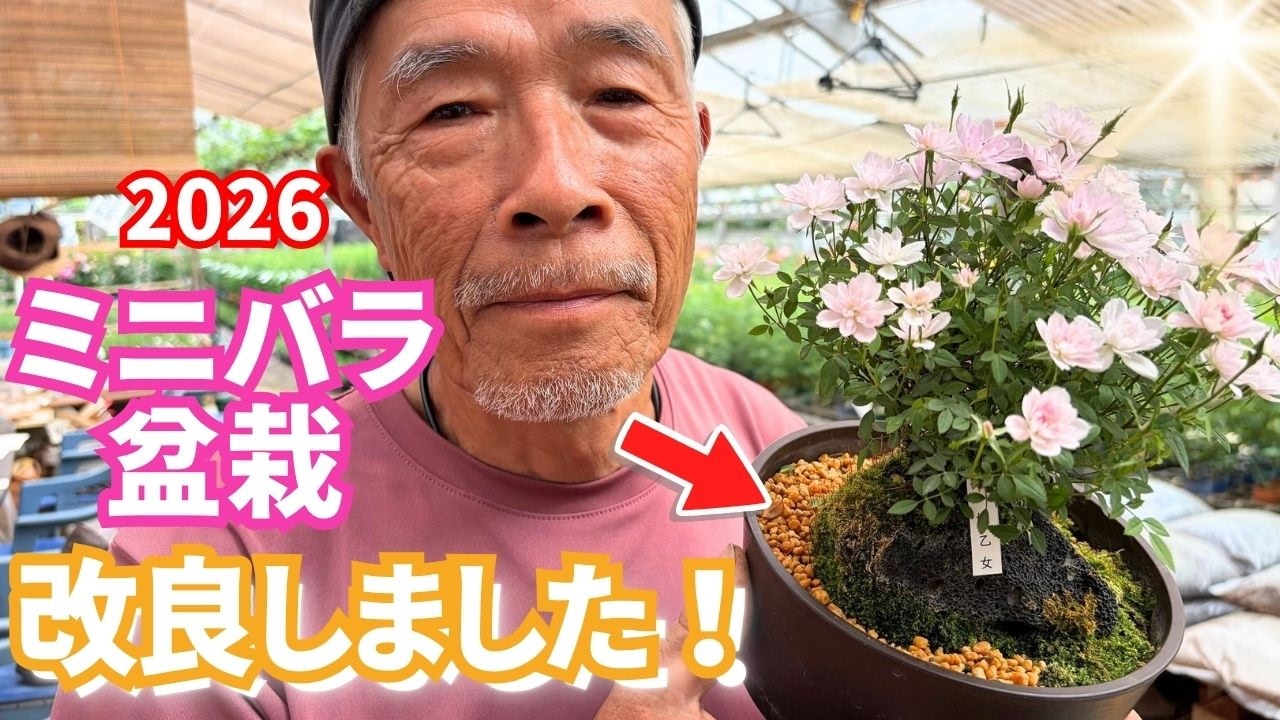 2026年リニューアルしました!】ミニバラ盆栽 - YouTube