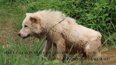 Chó săn bản Mông hoang đã - Cá thể duy nhất còn sót lại