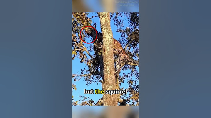 This Leopard Picked the Wrong Fight