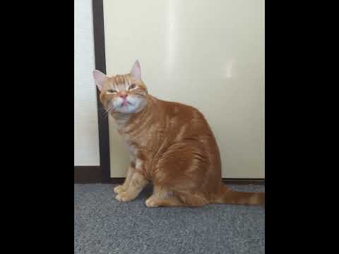 ねこ、かわいい…