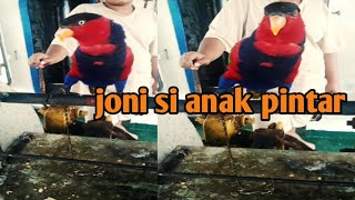 Burung nuri kepala hitam || belajar berbicara menirukan suara manusia