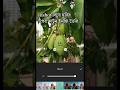 Inshot দিয়ে ছবিতে কার্টুন ফেস ইমুজি তৈরি ||#tech #shorts #educational #tranding