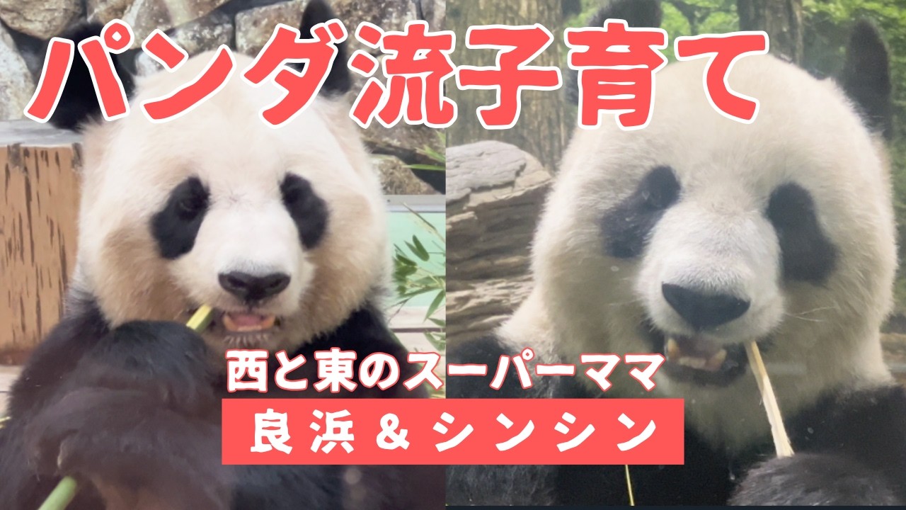 【総集編】パンダ流子育て　西と東のスーパーママ、良浜とシンシン