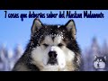 7 cosas que deberías saber del Alaskan Malamute