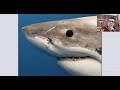 Почему акулы боятся дельфинов? Отрывок из онлайн лекции