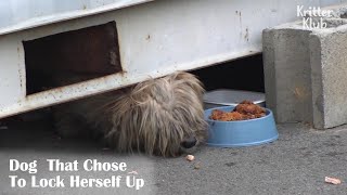 Ragged Dog That Locked Herself Under A Metal Container (Part 1) | Kritter Klub