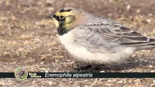 Horned Lark Eremophila Alpestris - Χιονάδα - Рогатый Жаворонок